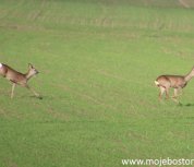 image-10283