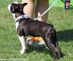 Rybnik Dog Show