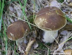 There are mushrooms !