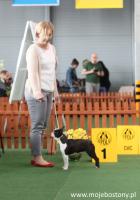 Dog Show in Opole