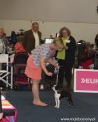 Dog Show in Dortmund