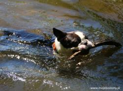 Swimming Mundek !