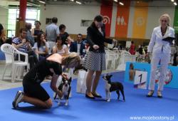 Jazz on the Dog Show in Paris !