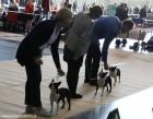 At the Dog Show in Poznań...