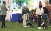 Dylan the winner of the Champion class in Wisła!