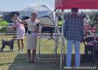 Dog Show in Częstochowa