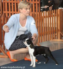 Opole Boston Club Dog Show 2015