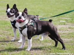 Opole International Dog Show