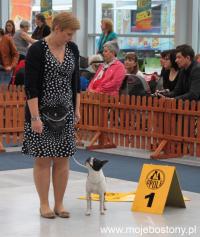 Opole Boston Club Dog Show 2014