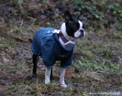 Dog Show Lublin 2018