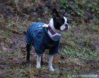 Dog Show Lublin 2018