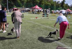 Dog Show Białystok August 2025